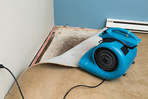Best Ceiling water damage repair  in Mims, FL